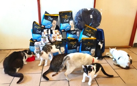 Pomocná packa pro toulavé kočky